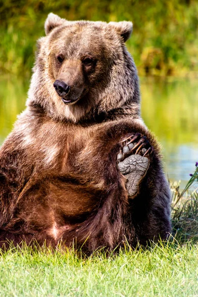 Niedźwiedź Grizzly Bawi Się Stopami Discovery Wildlife Park Innisfill Alberta — Zdjęcie stockowe