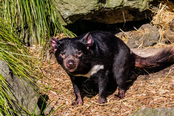 Tasmanian Devil Takes Stroll His Territory Auckalnd Zoo Auckland New — Stock Photo, Image