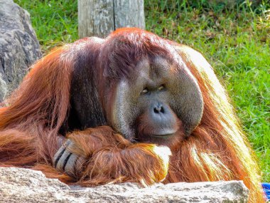 Orangatang iyice düşünmek için duruyor. Auckland Hayvanat Bahçesi, Auckland, Yeni Zelanda