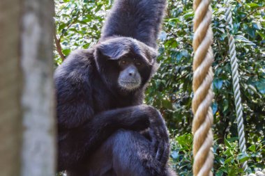 Siamang Gibbon ipin ucunda gevşiyor. Auckland Hayvanat Bahçesi, Auckland, Yeni Zelanda