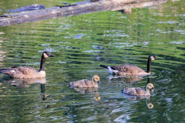 Kanadalı kaz ve civcivler yüzmeye gidiyorlar. Inglewood Kuş Sığınağı, Calgary, Alberta, Kanada