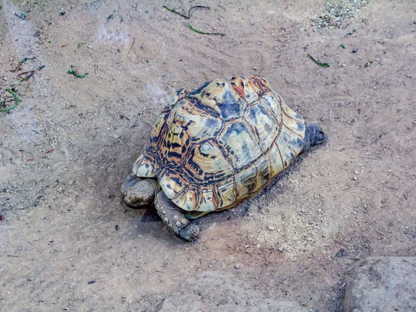 Leopard Tortise Neemt Een Stola Rond Zijn Kamp Auckalnd Zoo — Stockfoto