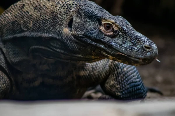 Kammodo Δράκος Στο Κυνήγι Calgary Zoo Κάλγκαρι Αλμπέρτα Καναδάς — Φωτογραφία Αρχείου