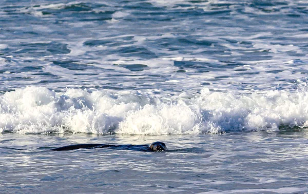 Australasiatische Seehunde Tummeln Sich Und Ruhen Sich Strand Aus Otero — Stockfoto