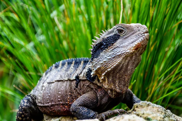 Tuatara kayanın üstünde güneşleniyor. Auckland Hayvanat Bahçesi. Auckland, Yeni Zelanda