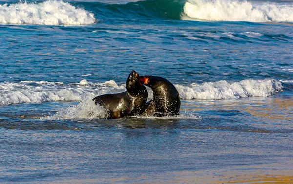 Australasie Otaries Fourrure Frolic Reposer Sur Plage Otero Nouvelle Zélande — Photo