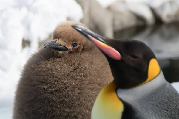 King penguin and chick bond together. Calgary Zoo, Calgary, Alberta, Canada