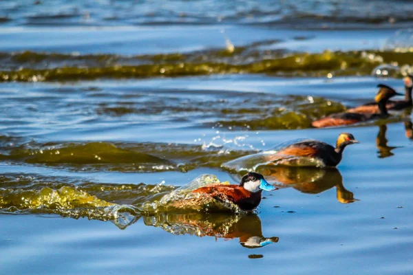 Rudy Kacsák Úsznak Vízen Versenyeznek Szúnyogokkal Frank Lake Alberta Kanada — Stock Fotó