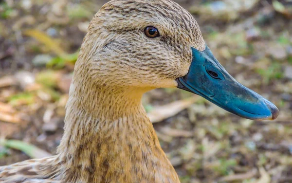 Mallard Vannak Mindenhol Rugók Körül Western Springs Auckland Zéland — Stock Fotó