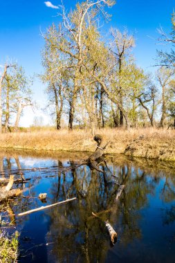 Bir gölet düşen ağaçları yansıtır. Fish Creek İl Parkı. Alberta, Kanada