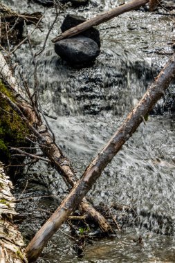 Küçük dereler nehre doğru yol alır. Sör Richard Squires İl Parkı, Newfoundland, Kanada