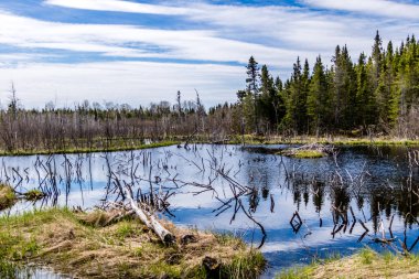 Humber Nehri parkta geziniyor. Sör Richard Squires İl Parkı, Newfoundland, Kanada
