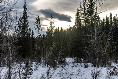 Güneş bulutların arasından yükseliyor. Waiprous Creek İl Rekreasyon Bölgesi, Alberta, Kanada