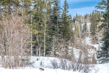 Winter 'ın parka hâkimiyeti var. Waiprous Creek İl Rekreasyon Bölgesi, Alberta, Kanada