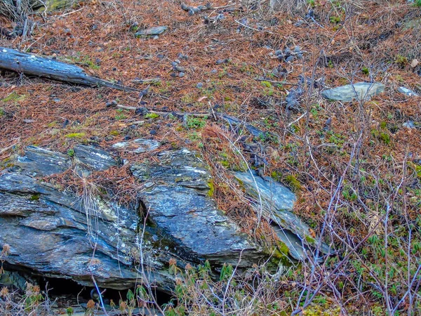 Rocas Raíces Senderos Serpentean Través Del Parque Mount Robson Provincial — Foto de Stock