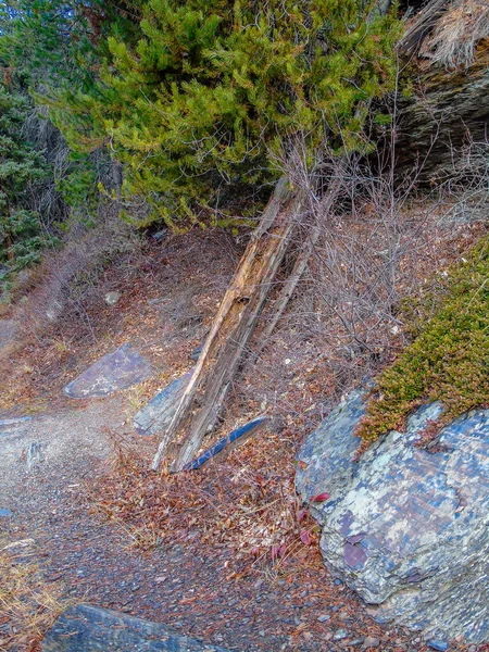 Felswurzeln Und Wege Schlängeln Sich Durch Den Park Mount Robson — Stockfoto