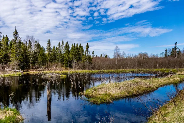 Humber Rivier Dwaalt Door Het Park Sir Richard Squires Provincial — Stockfoto