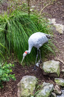 Brolga, yürürken yerleşkelerini kontrol et. Auckland Hayvanat Bahçesi, Auckland, Yeni Zelanda