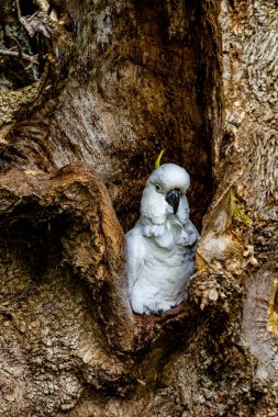 Ağaçta kazılmış bir horoz. Auckland Hayvanat Bahçesi. Auckland, Yeni Zelanda