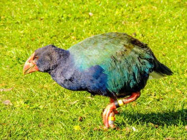 Güney Adası Takahe yiyecek arıyor. Western Springs Pond, Auckland, Yeni Zelanda