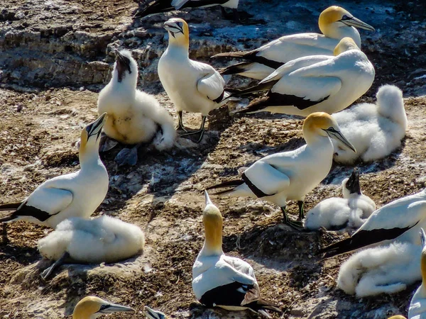 Gannettek Gyülekeznek Párzási Időszakban Murawai Beach Auckland Zéland — Stock Fotó