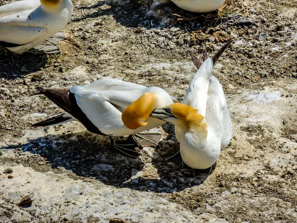 Gannets Samlas Parningssäsongen Murawai Beach Auckland Nya Zeeland — Stockfoto