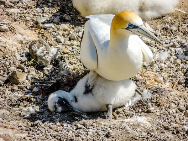 Basstölpel Sammeln Sich Während Der Paarungszeit Murawai Beach Auckland Neuseeland — Stockfoto