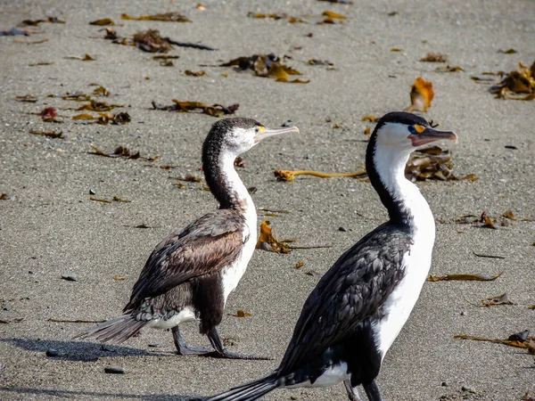 Petit Shag Sur Une Plage Bird Island Nouvelle Zélande — Photo