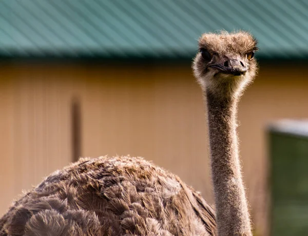 Ostrich Keeps Waery Eye Out Wildlife Discovery Park Innisfil Alberta — Stock Photo, Image