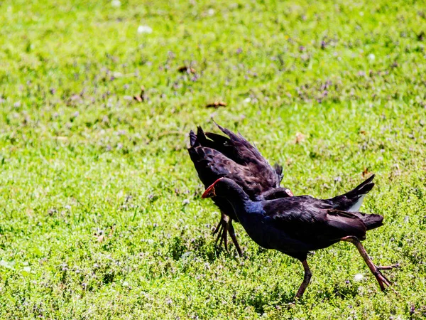普克科人或澳大利亚人的海燕遍布全岛 新西兰奥克兰西部春天 — 图库照片