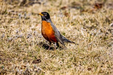 Amerikan narbülbülü bölgesini silahlandırıyor. Küçük Bow İl Parkı, Alberta, Kanada