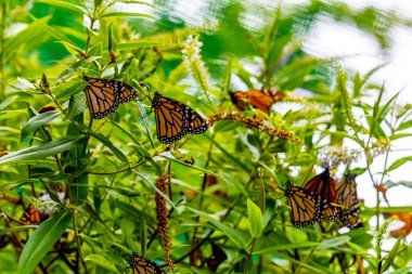 Renkli çiçeklerin üzerindeki Genel Vali Kelebeği. Batı Lynn Deresi, Auckland, Yeni Zelanda