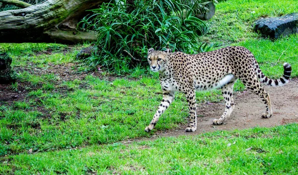 Cheetha Prowl Auckland Zoo Auckland New Zealand — Stock Photo, Image