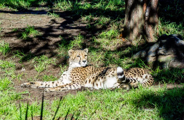Cheetahs Rest Grass Platforms Auckland Zoo Auckland New Zealand — Stock Photo, Image