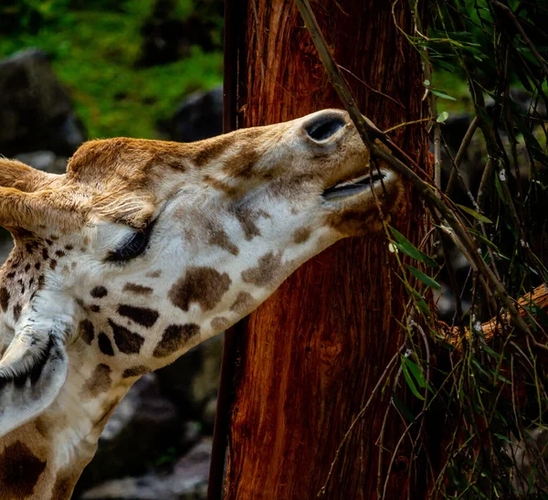 Giraffen Tar Ett Snabbt Mellanmål Från Ett Träd Auckland Zoo — Stockfoto