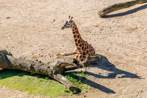 Girafa Juvenil Sentada Chão Auckland Zoo Auckland Nova Zelândia — Fotografia de Stock