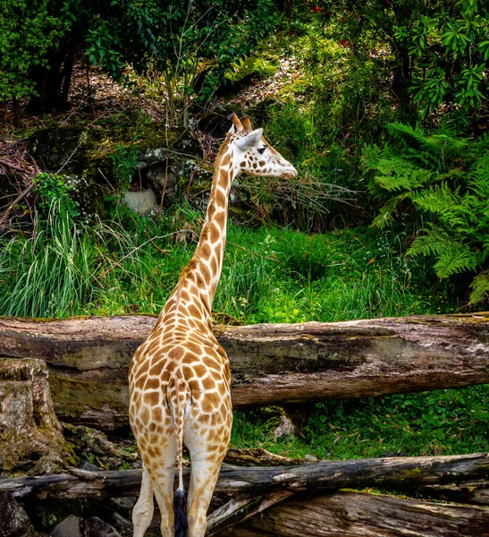 Giraffen Tar Ett Snabbt Mellanmål Från Ett Träd Auckland Zoo — Stockfoto