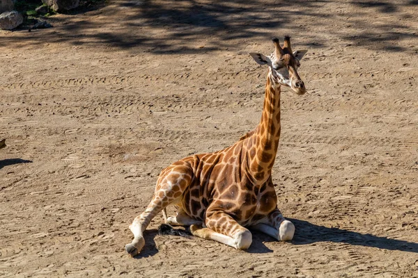 Jirafa Juvenil Sentada Suelo Zoológico Auckland Auckland Nueva Zelanda — Foto de Stock