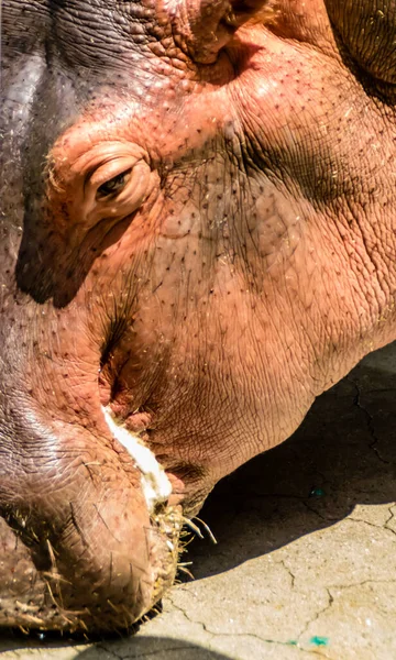 Hippo facial expressions during feeding time. Busch Gardens Wildlife Park, Tampa, Bay, Florida