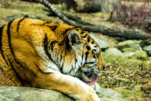 Sibirien Amur Tiger Ser Över Sitt Territorium Medan Han Vilar — Stockfoto