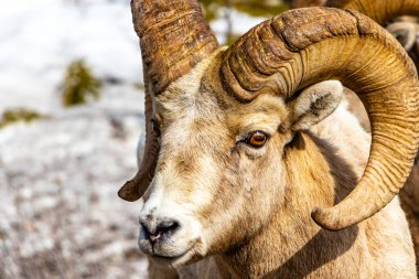Yol kenarındaki Big Horn Koyunu. Sprey Vadisi İl Parkı, Alberta, Kanada
