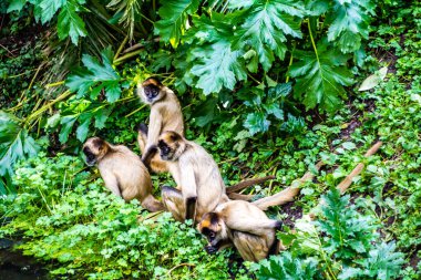 Bölgesinde devriye gezen Bolivyalı maymun. Auckland Hayvanat Bahçesi, Auckland, Yeni Zelanda