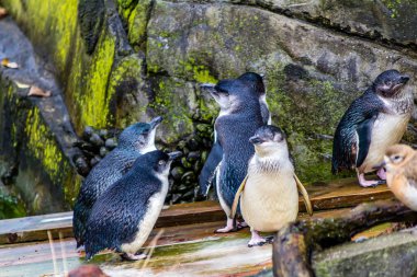 Küçük mavi penguenler göletlerinde oynaşıyor. Auckland Hayvanat Bahçesi, Yeni Zelanda