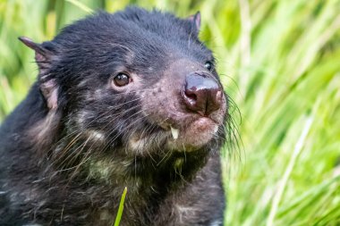 Çimenlerde oturan Tazmanya Canavarı. Auckland Hayvanat Bahçesi, Auckland, Yeni Zelanda
