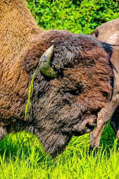 Bison Stasnding Vid Sidan Vägen Elk Island National Park Alberta — Stockfoto