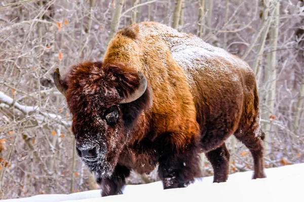 Bison Kör Genom Snön Elk Island National Park Alberta Kanada — Stockfoto