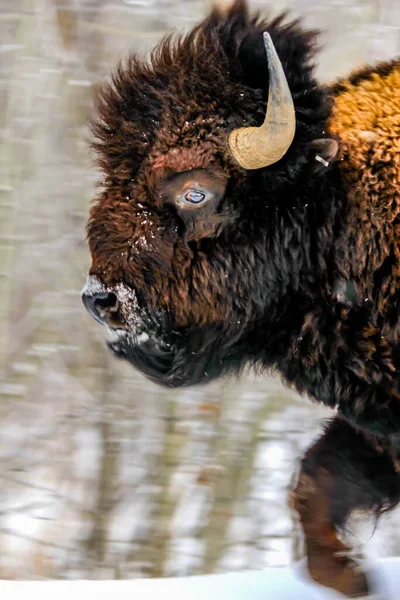 Bison Kör Genom Snön Elk Island National Park Alberta Kanada — Stockfoto