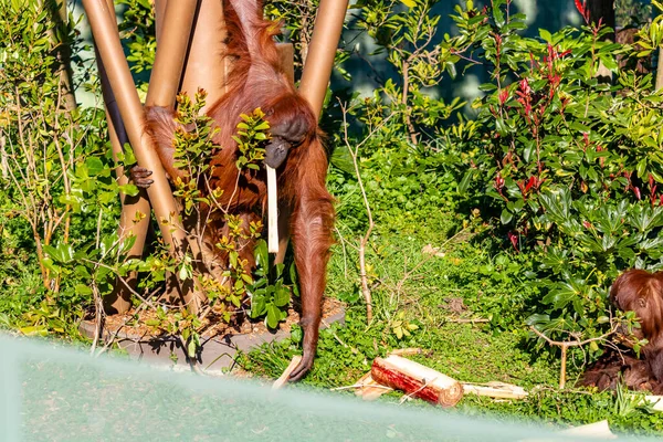 Борнеанский Орангутанг Жевал Бамбук Оклендский Зоопарк Окленд Новая Зеландия — стоковое фото