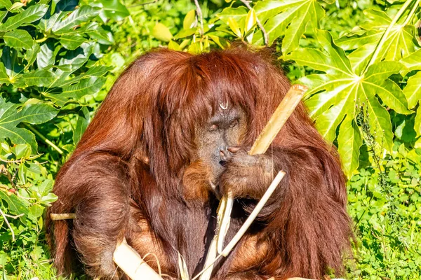 Bornéu Orangutan Munches Algum Bambu Auckland Zoo Auckland Nova Zelândia — Fotografia de Stock