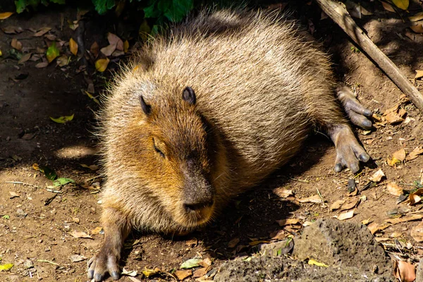 Capybara Sonnellino Auckland Zoo Auckland Nuova Zelanda — Foto Stock